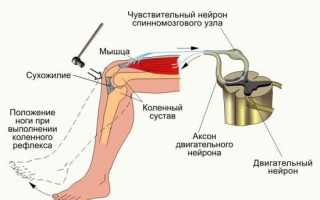 Схема коленного рефлекса