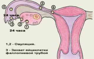 Что такое ранняя овуляция и как она влияет на беременность?