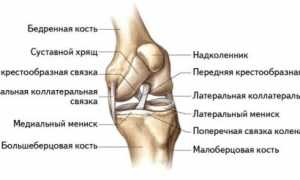 Что такое лигаментоз коленного сустава